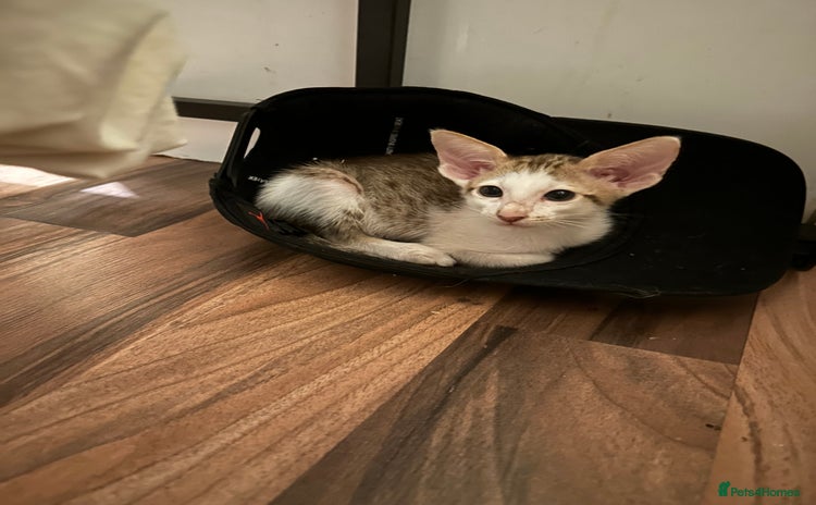 Peterbald cats - Advert 1