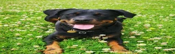 Rottweiler dogs for sale: KC Rottweiler litter expected in April  - Advert 1