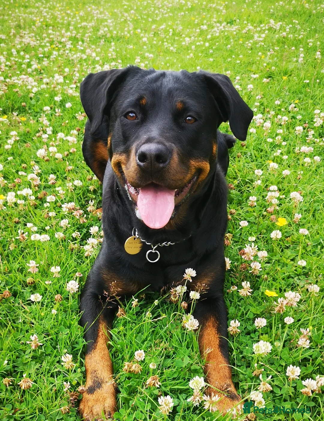 Rottweiler dogs for sale: KC Rottweiler litter expected in April  - Advert 1