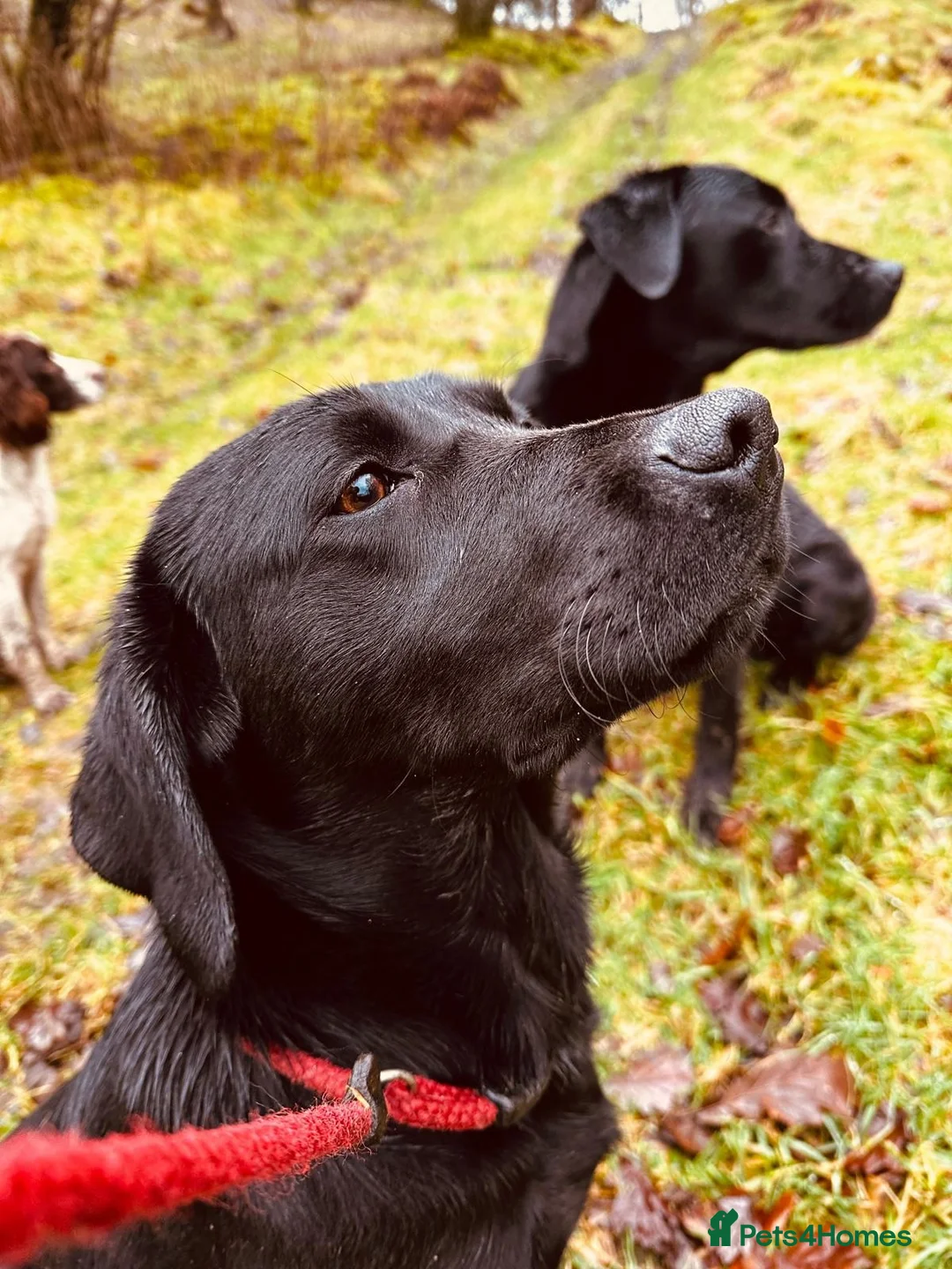 Labrador Retriever dogs for sale: 9 week old Labrador Dog puppy KC Reg  - Advert 7