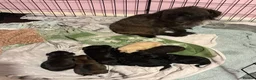 Jackapoo dogs for sale: Jackapoo puppy 1 boy & 2 girls  in Northampton - Advert 1