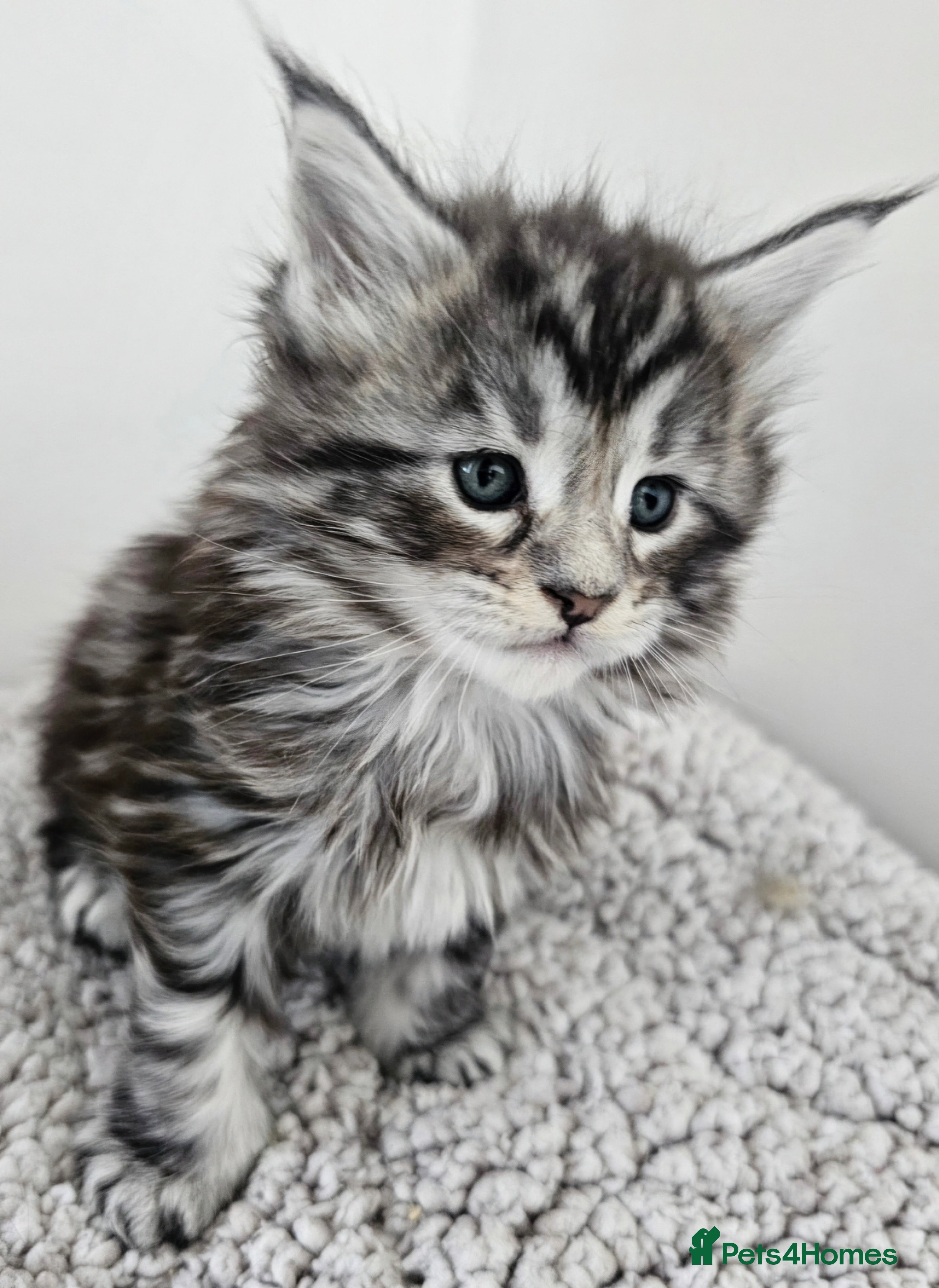 Maine Coon cats Beautiful Maine Coon kittens  - Advert 4