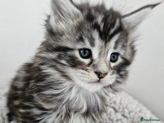 Maine Coon cats Beautiful Maine Coon kittens - Advert 3
