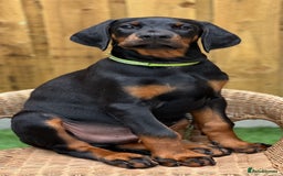 Dobermann dogs for sale: Exceptional Confident European Doberman puppies - Image 5