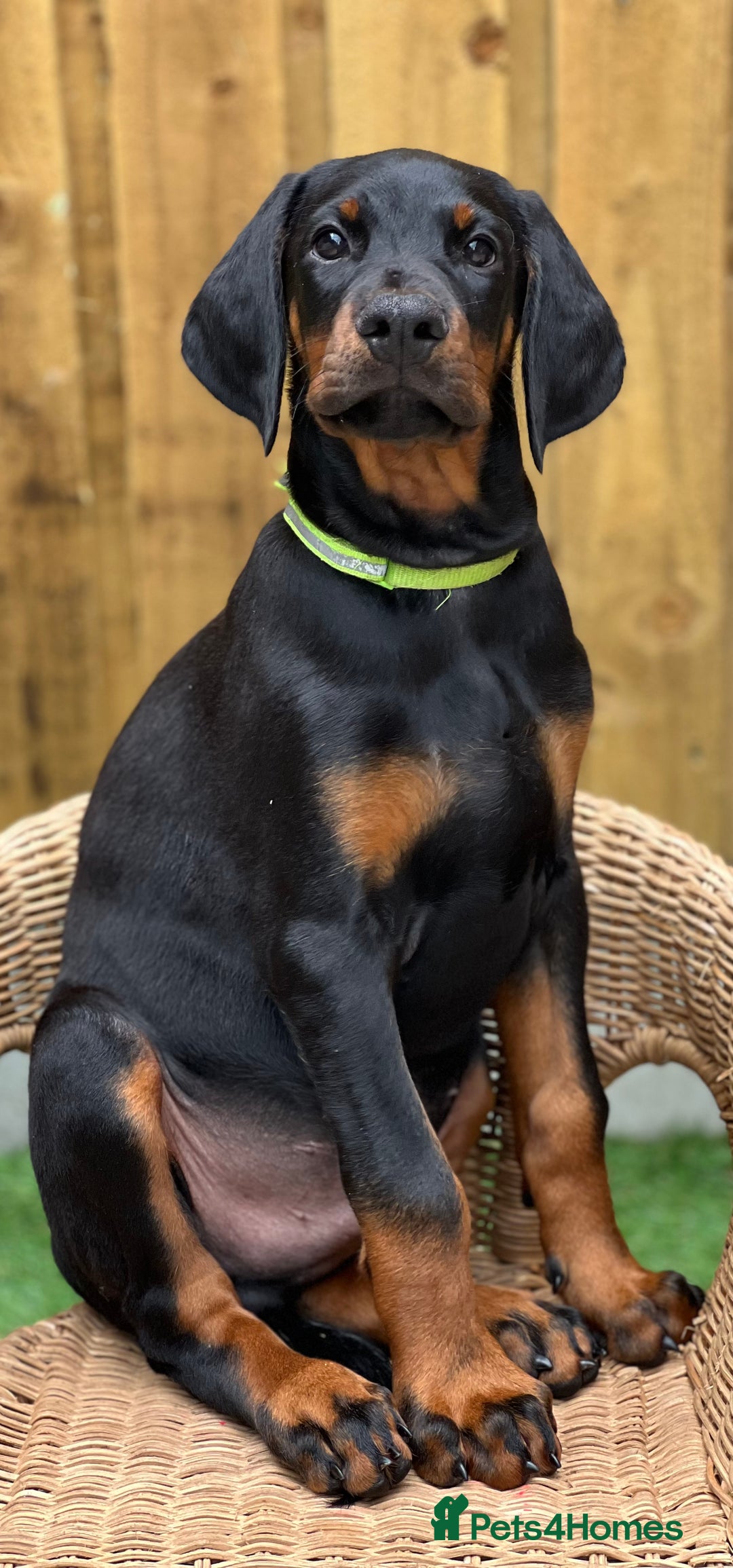 Dobermann dogs for sale: Exceptional Confident European Doberman puppies - Image 5