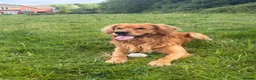 Golden Retriever dogs for stud: HANDSOME DARK GOLDEN RETRIEVER STUD-PICK OF LITTER - Advert 7