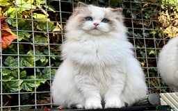 Ragdoll cats for sale: One girl left  - Image 7