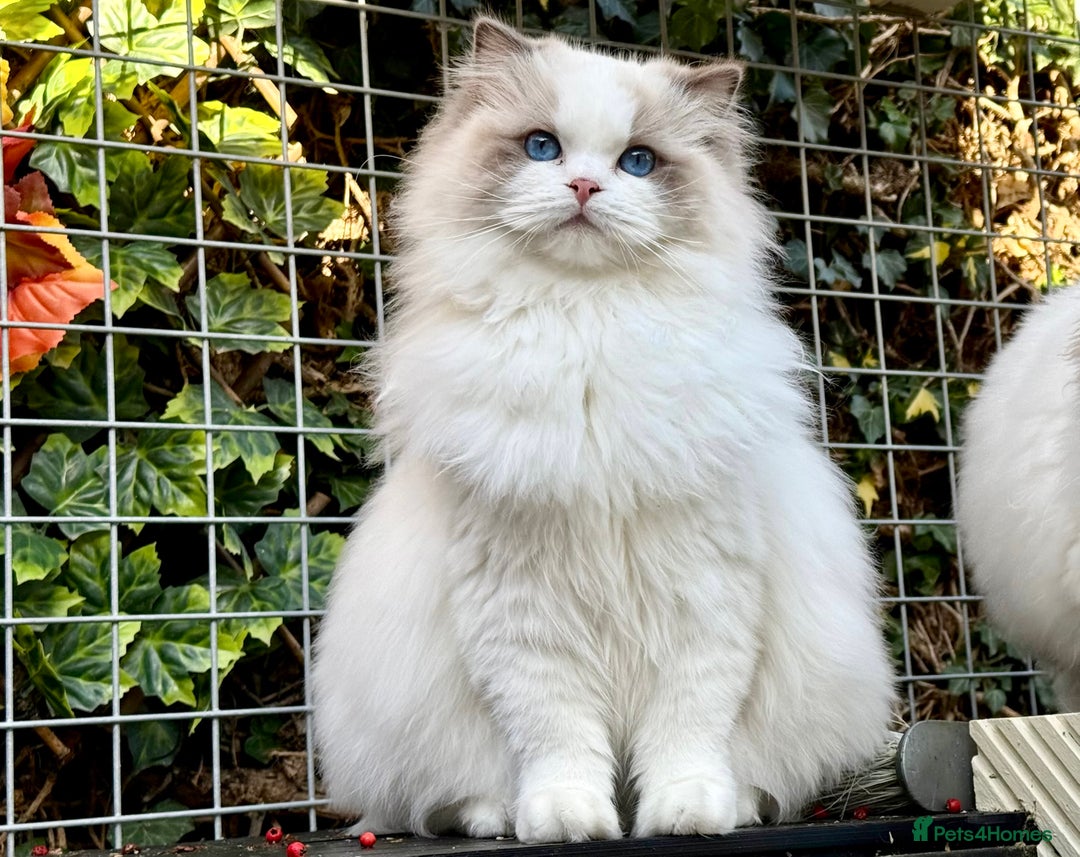 Ragdoll cats for sale: One girl left  - Image 7
