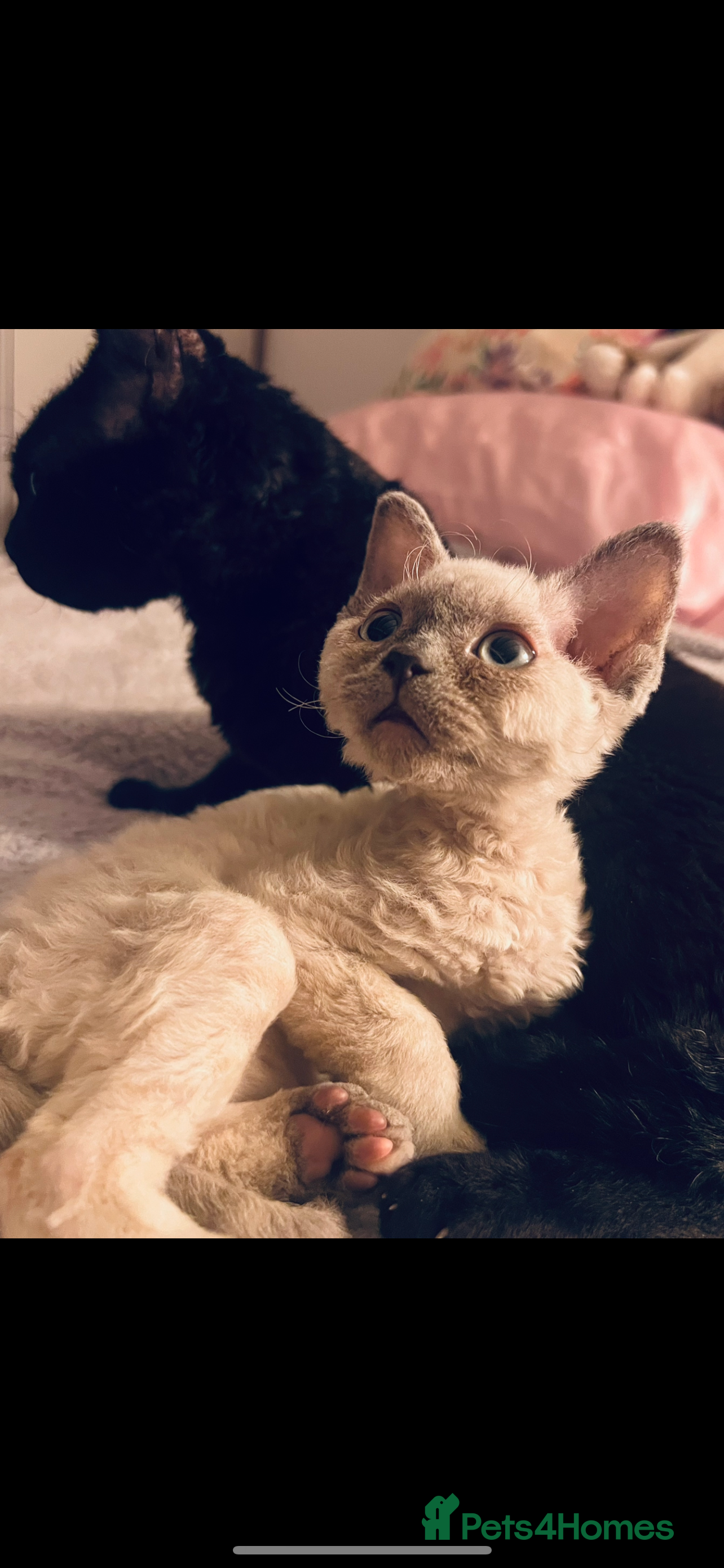 Devon Rex cats One beautiful girl left.  - Advert 8
