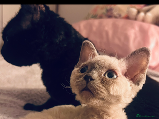 Devon Rex cats One beautiful girl left. - Advert 5