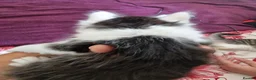 Mixed Breed cats for sale: 4 gorgeous kitten looking for their forever home - Advert 21