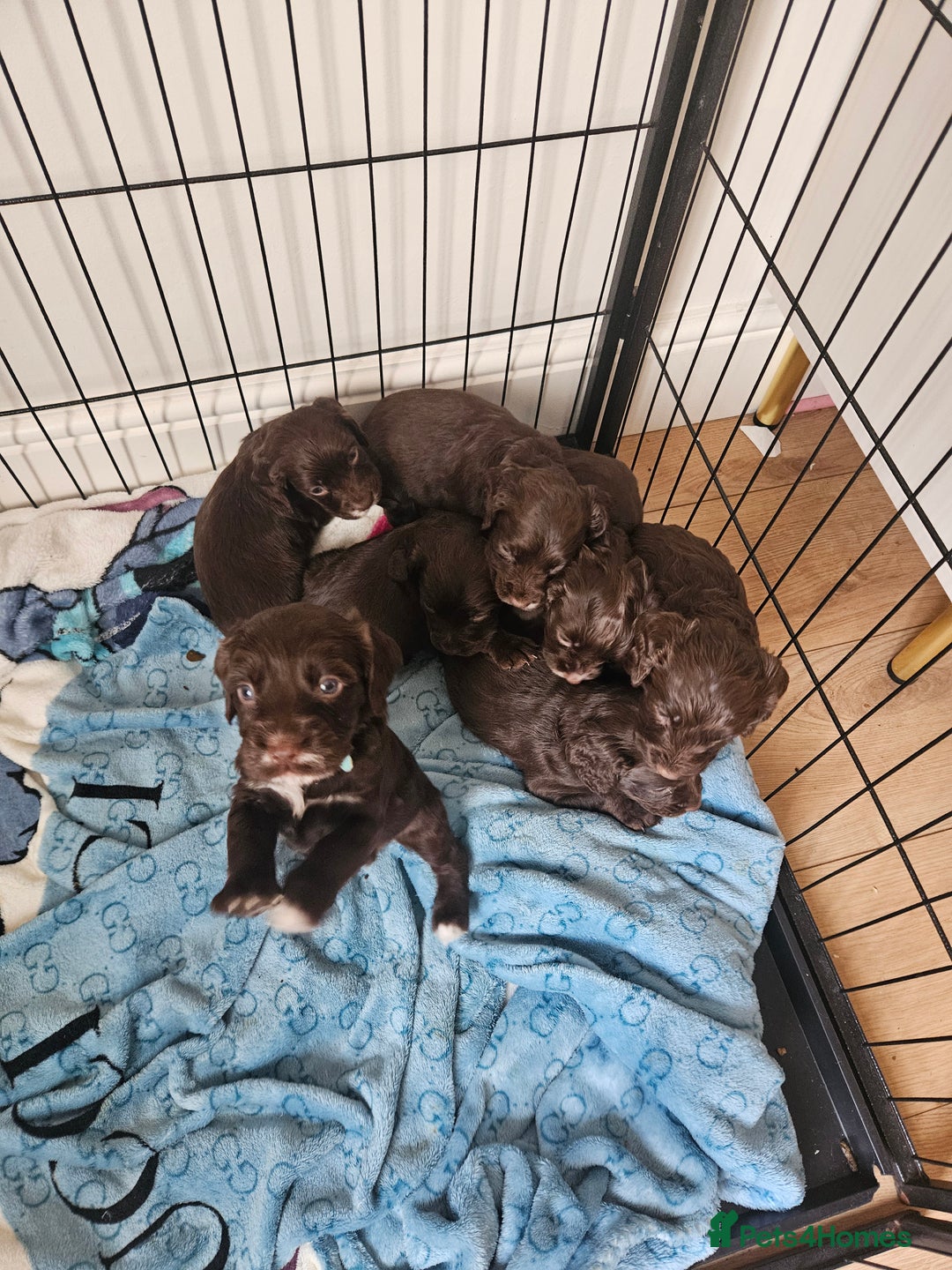 Mixed Breed dogs for sale: Sproodles  - Image 2