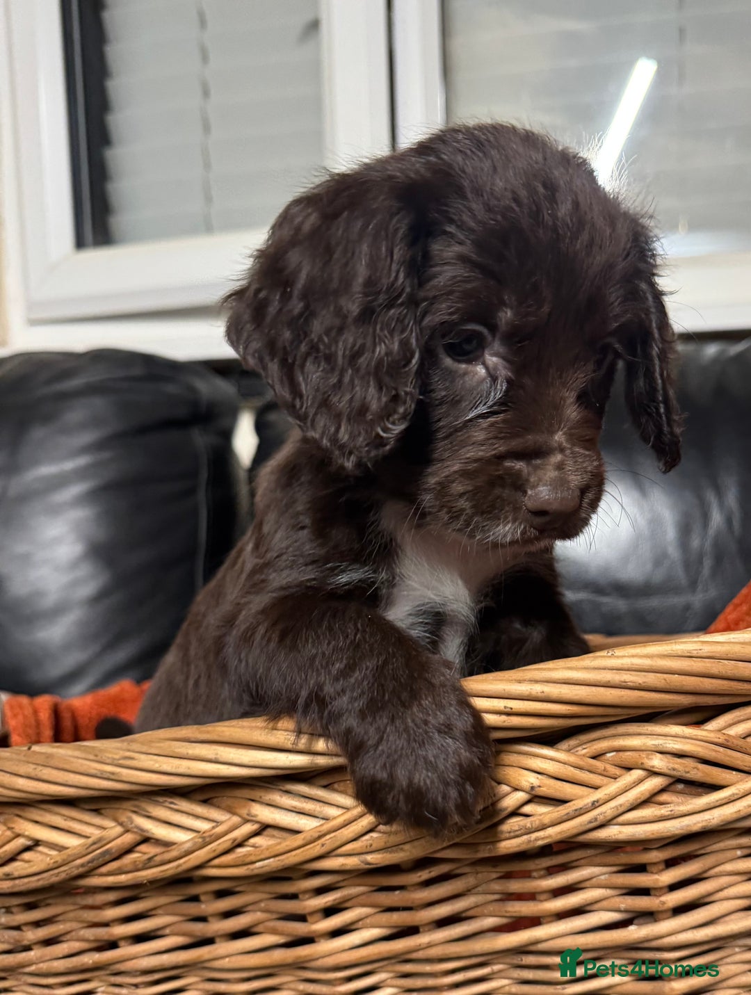 Sprocker dogs for sale: 6x sprocker spaniels  - Advert 2