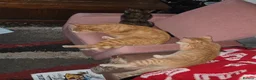 Mixed Breed cats for sale: 2 kittens in Ipswich - Advert 2
