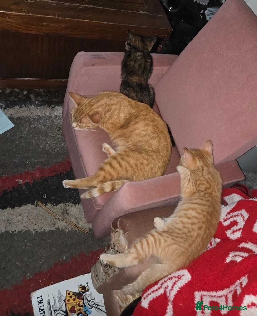 Mixed Breed cats for sale: 2 kittens in Ipswich - Advert 2