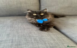 Persian cats for sale: Black Persian Gorgeous Boy  - Image 3