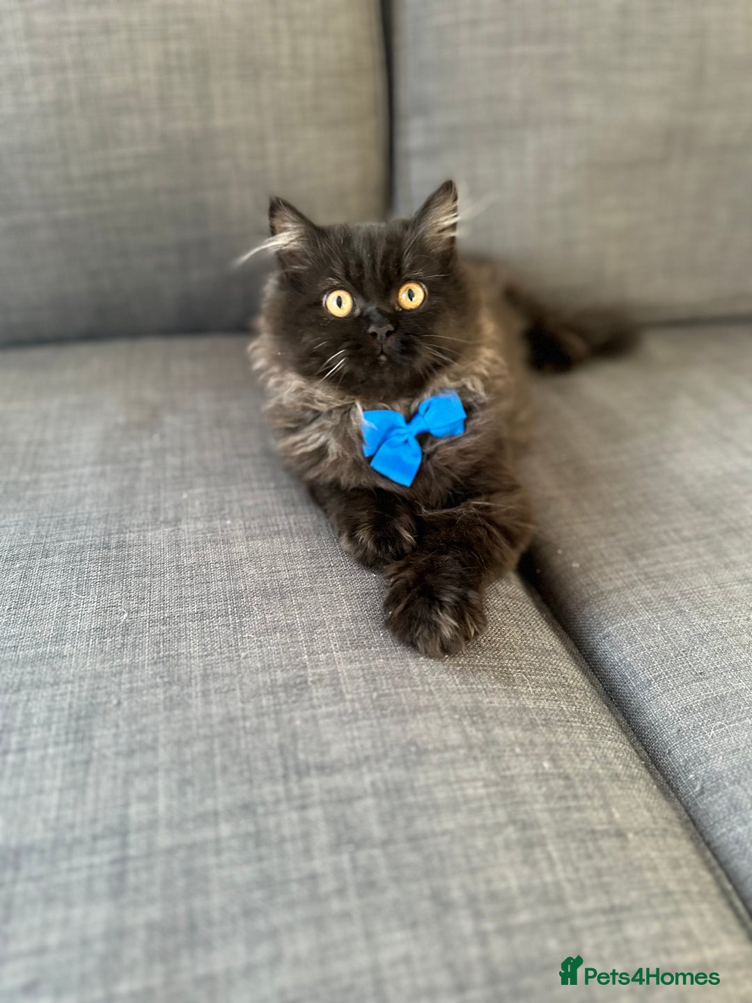 Persian cats for sale: Black Persian Gorgeous Boy  - Image 3
