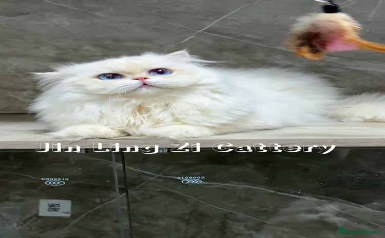 British Longhair cats - Advert 13