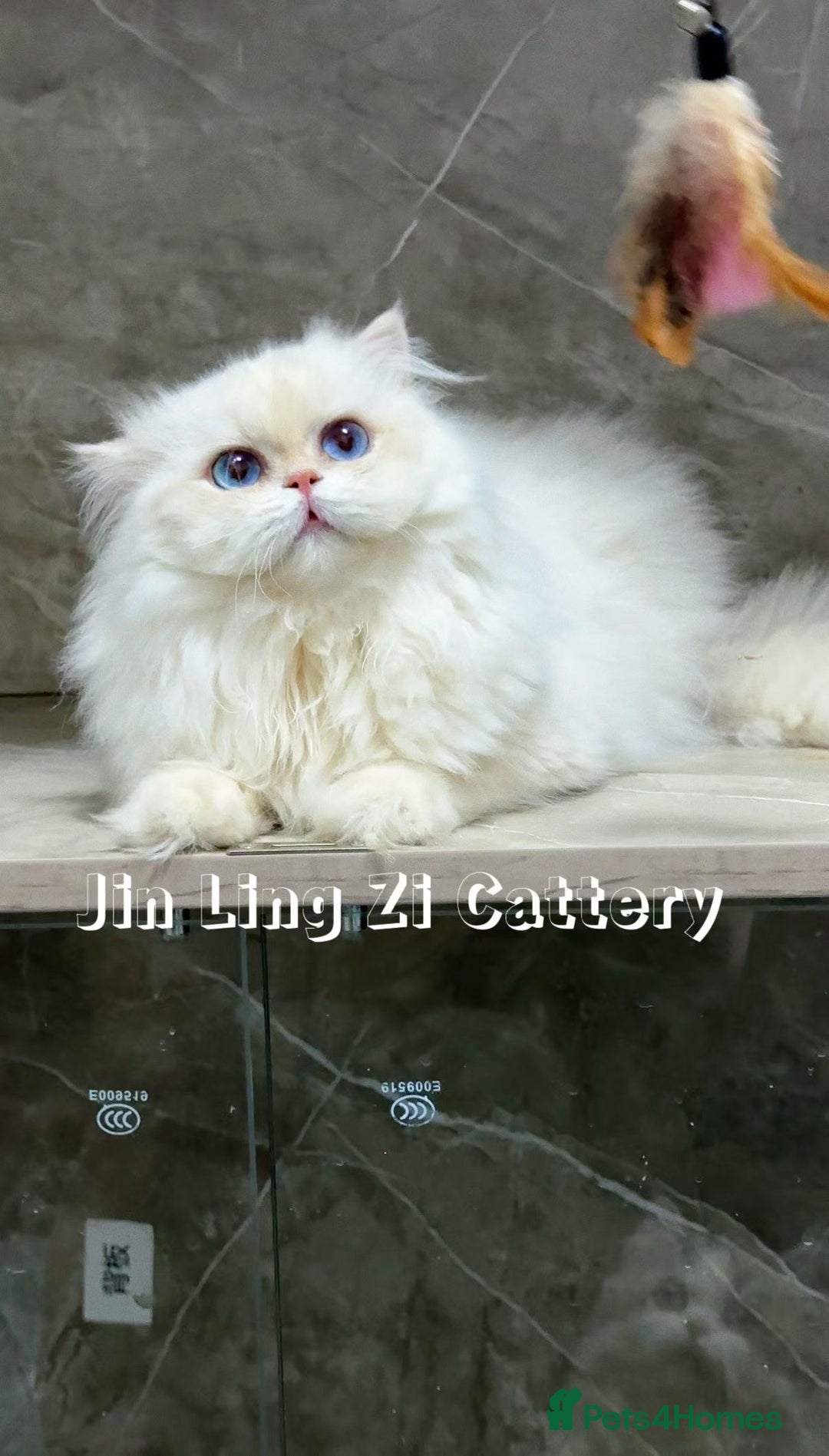 British Longhair cats for sale: Three-month-old British Longhair cat - Image 1