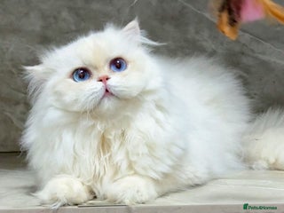 British Longhair cats - Advert 5