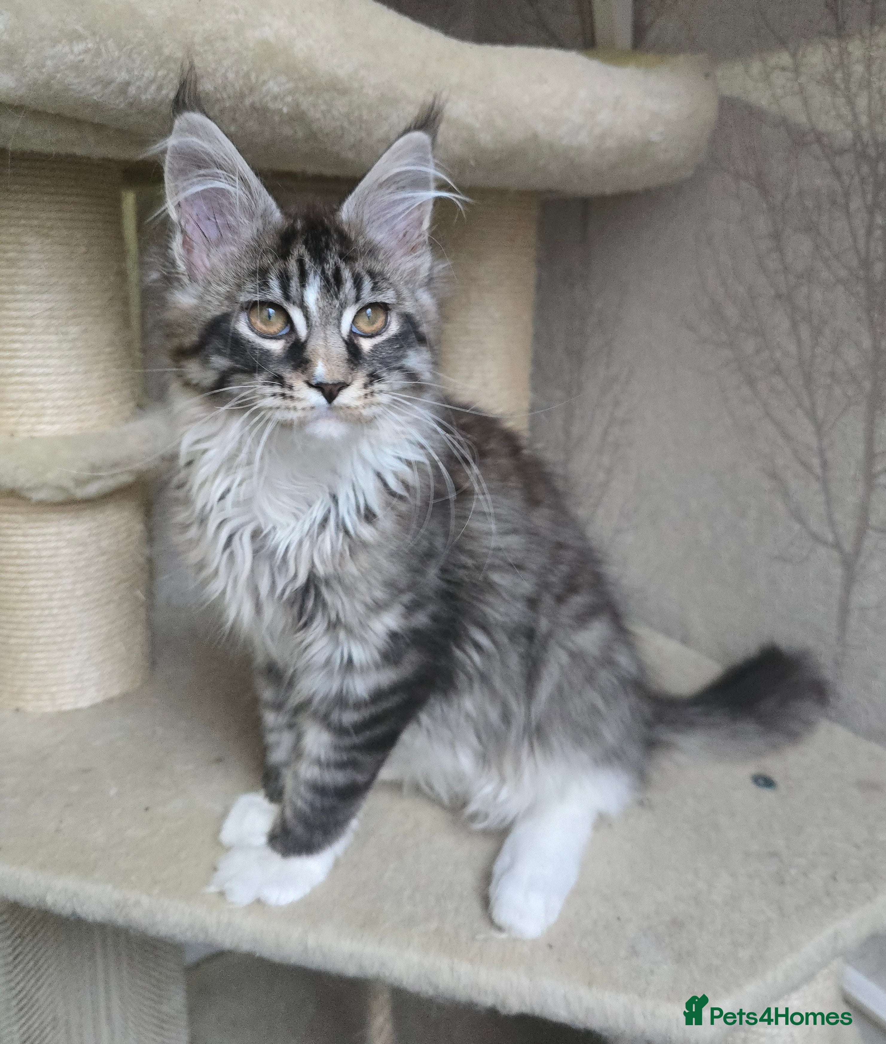 Maine Coon cats Stunning boy tica registered maine coon kitten - Advert 4