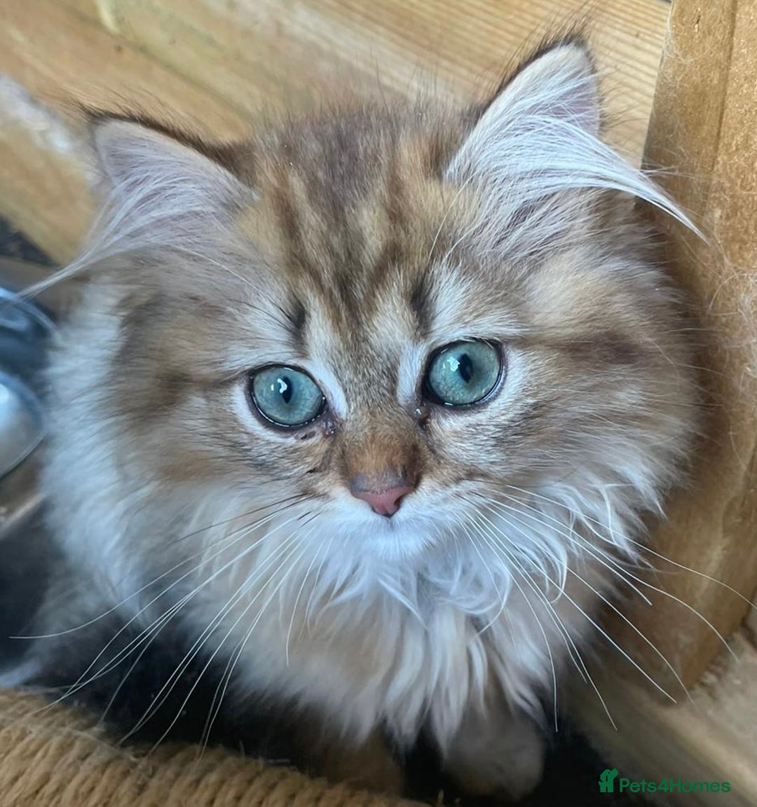 Persian cats for sale: 3 Persian Golden Chinchilla Kittens for Sale - Image 5