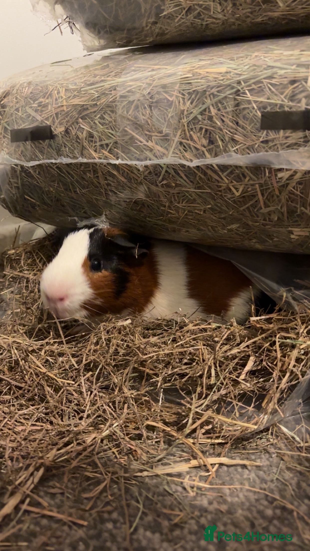 Guinea Pig rodents 2 male guinea pigs for sale (pair) - Advert 1