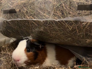 Guinea Pig rodents 2 male guinea pigs for sale (pair) - Advert 1