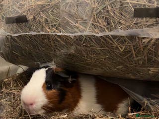 Guinea Pig rodents 2 male guinea pigs for sale (pair) - Advert 7