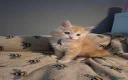 Maine Coon cats for sale: Gorgeous maine coon kittens - Image 7
