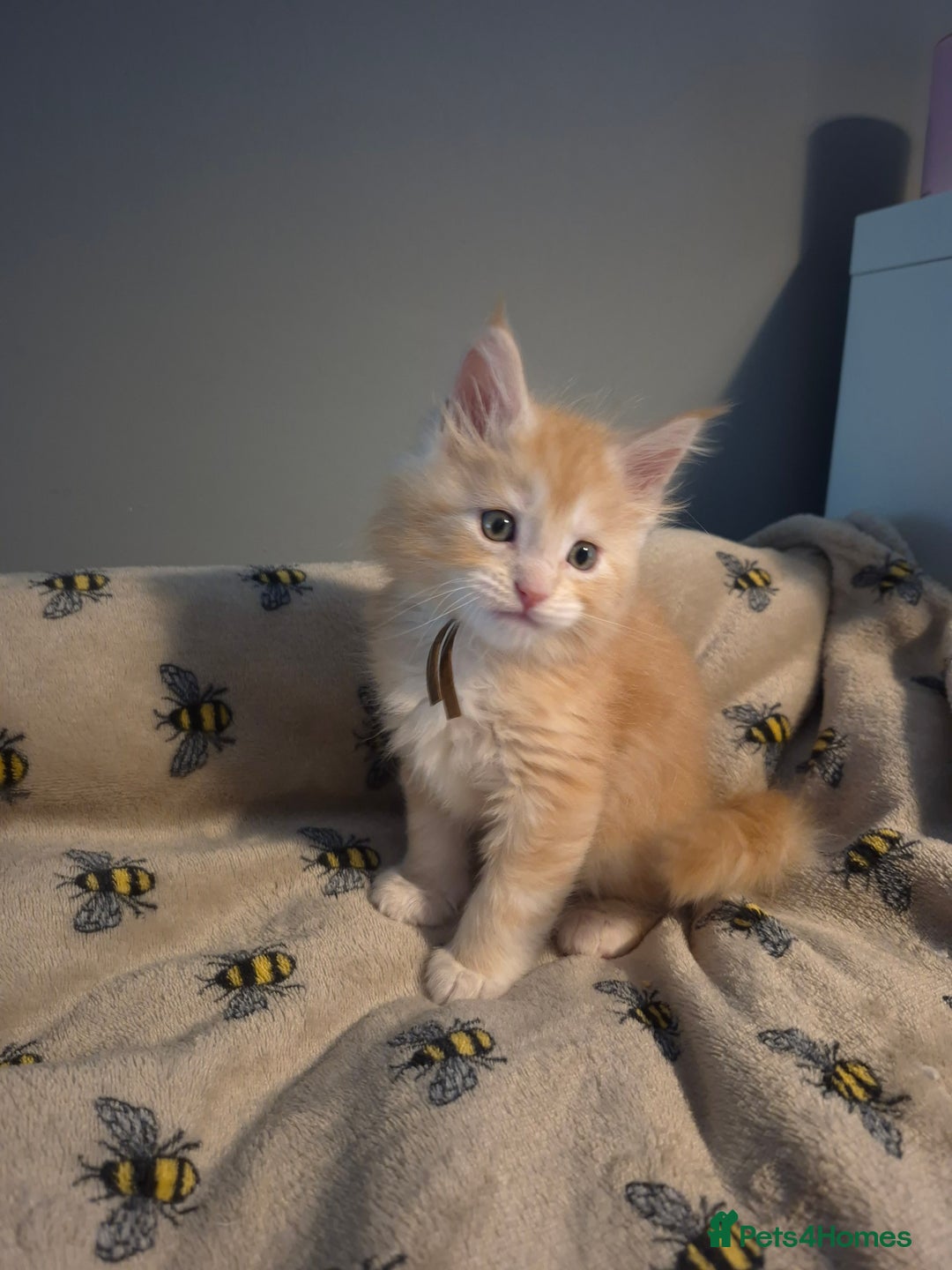 Maine Coon cats for sale: Gorgeous maine coon kittens - Image 7
