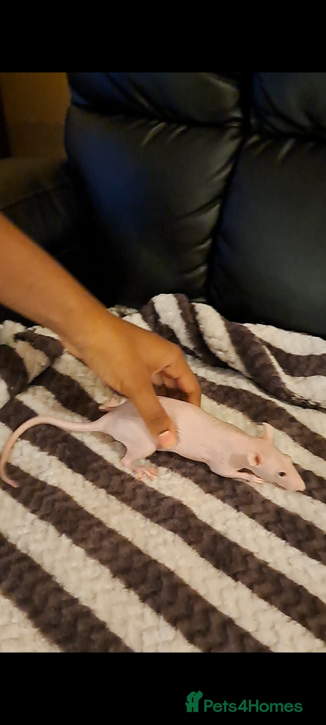 Rat rodents for sale: FEMALE RAT URGENT REHOMING. - Image 4