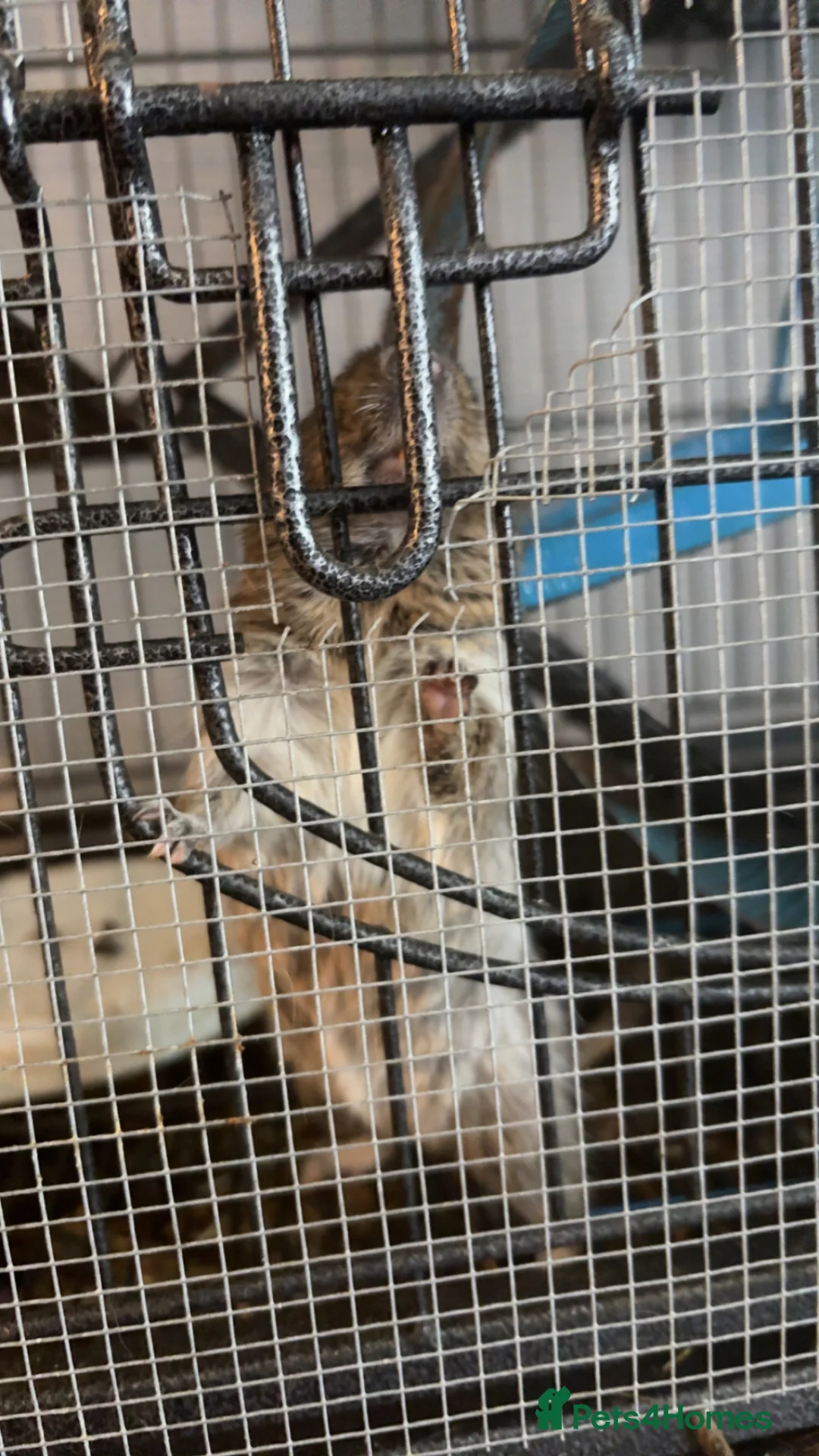 Degus rodents for sale: 2 MALE DEGUS FOR SALE NO CAGE  in Chatham - Advert 1