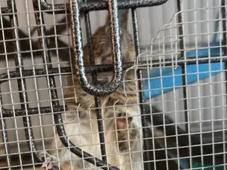 Degus rodents 2 MALE DEGUS FOR SALE NO CAGE - Advert 4