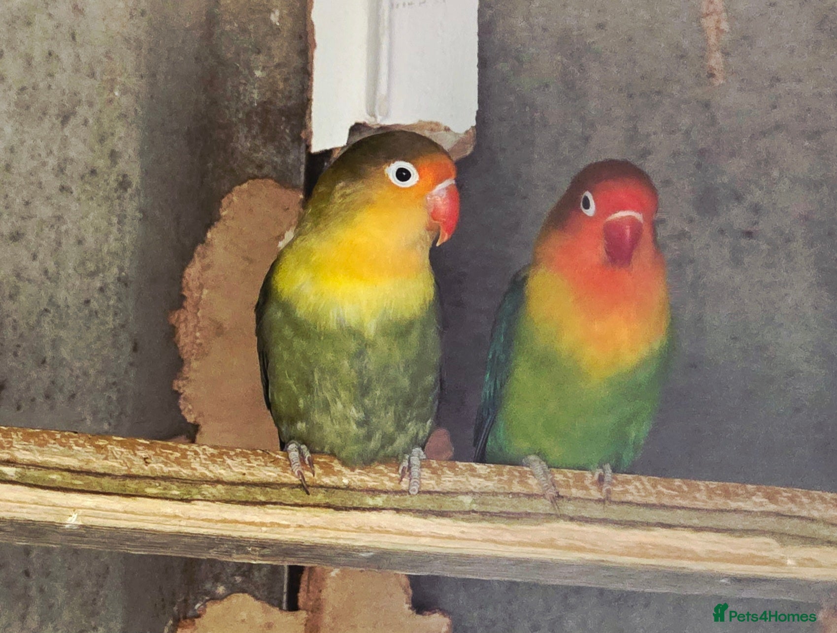 Lovebirds birds Proven pair of love birds  - Advert 16