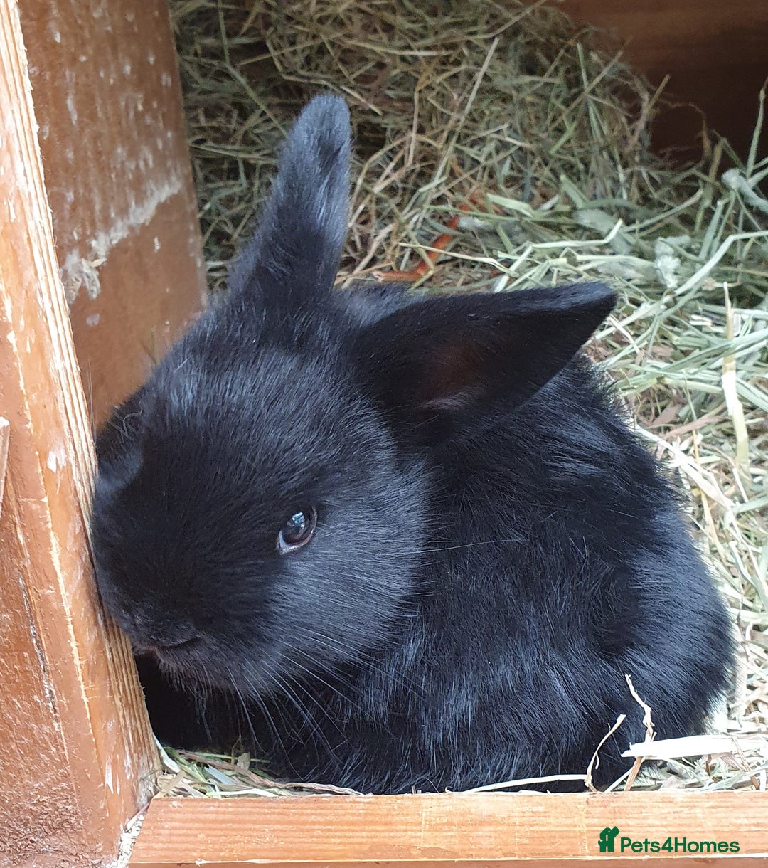 Mini Lop rabbits for sale: Spayed/neutered rabbits for adoption - Image 21