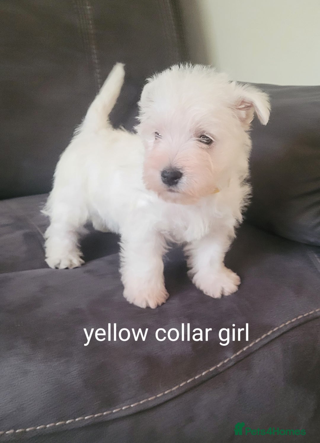 Cute Westie Terrier Puppies Westie Puppy Cute Baby West Highland