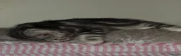 Mixed Breed cats for sale: Grey tabby girl  - Advert 3