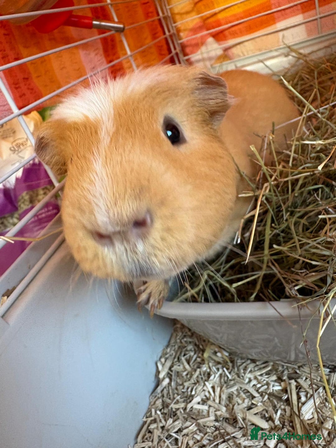 Guinea Pig rodents for sale: 2 male guinea pigs with cage - Advert 13