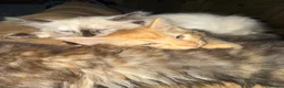 Munchkin cats for sale: 3 Gorgeous Munchkin Norwegian Forest X Kits - Advert 3