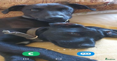 Patterdale Terrier dogs Super cute little boy, ready for forever home - Advert 3