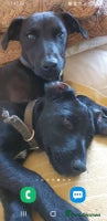 Patterdale Terrier dogs Super cute little boy, ready for forever home - Advert 3