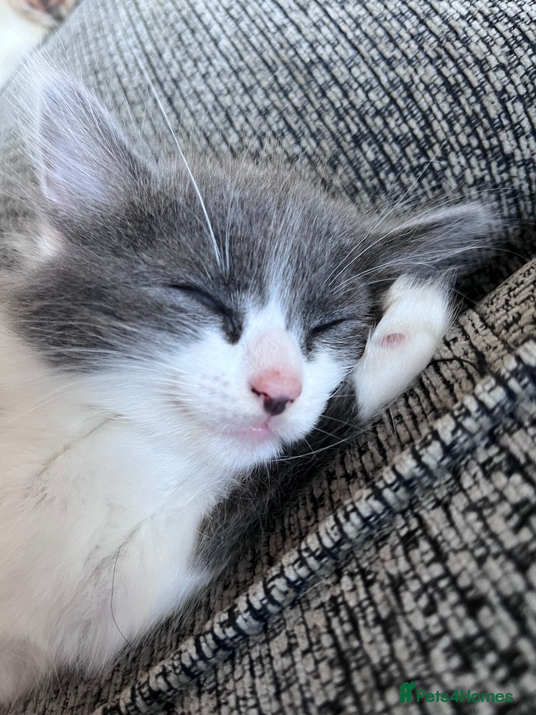 Ragdoll cats for sale: Beautiful ragdoll/blue Russian  - Image 6