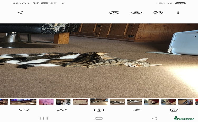 Mixed Breed cats Kittens for sale  - Advert 2