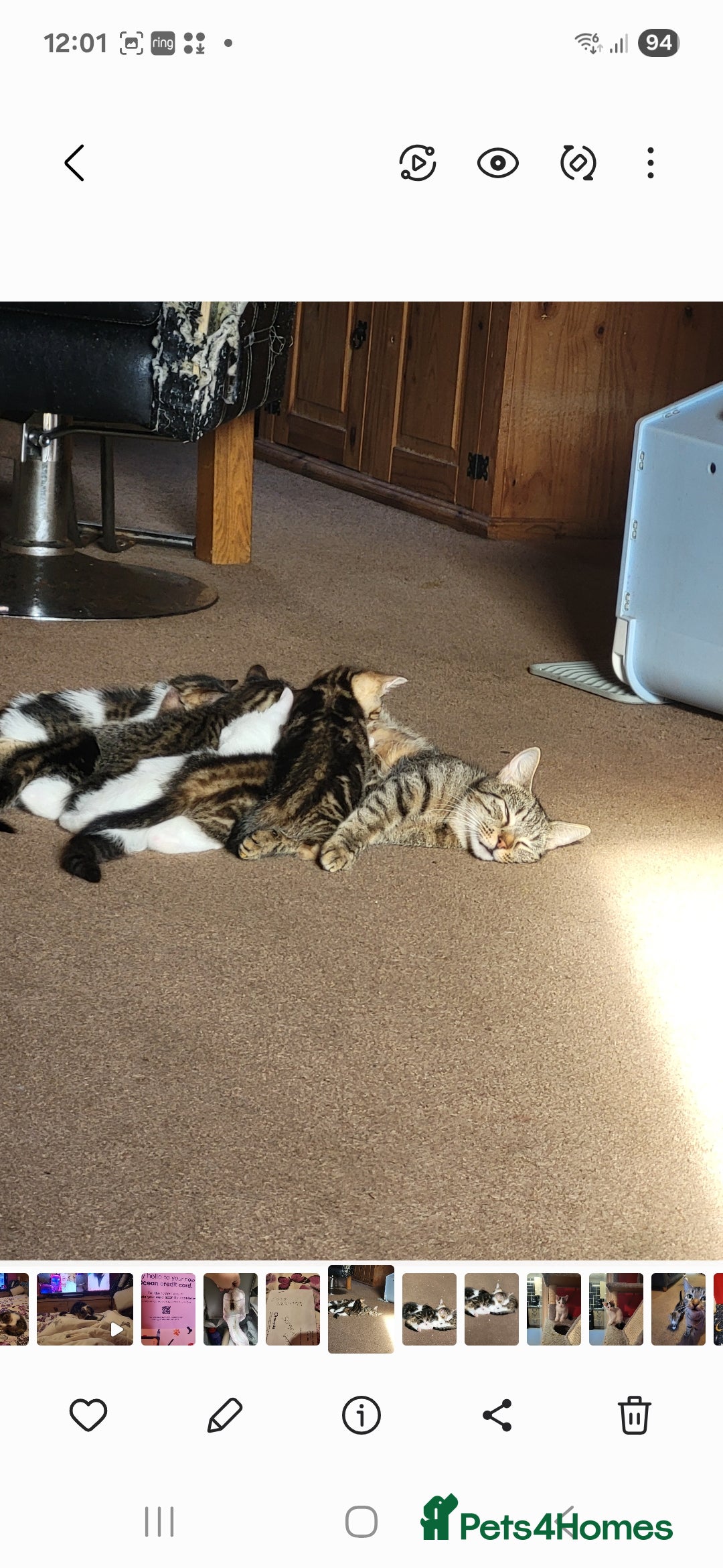 Mixed Breed cats for sale: Kittens for sale  - Advert 1