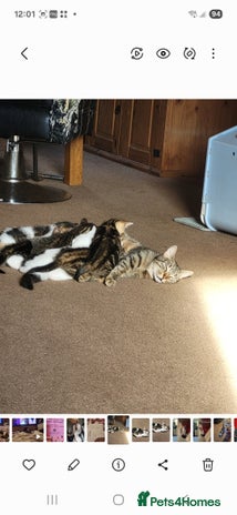 Mixed Breed cats Kittens for sale - Advert 2
