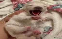 Pomeranian dogs for sale: 3 Beautiful small white Pomeranian pups  - Image 6
