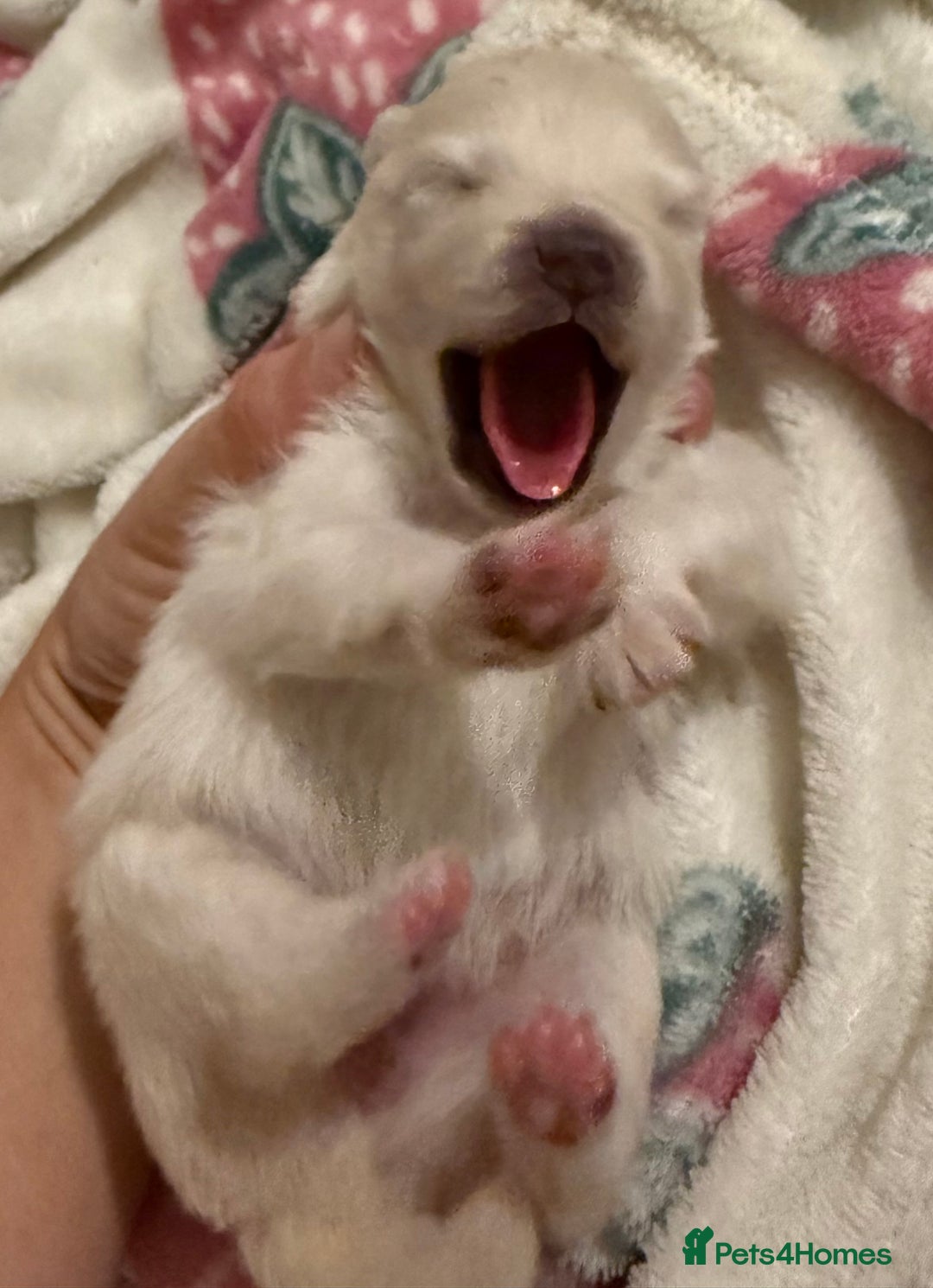 Pomeranian dogs for sale: 3 Beautiful small white Pomeranian pups  - Image 6