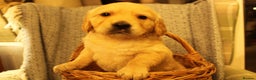 Golden Retriever dogs for sale: KC reg health tested dark golden retriever puppies - Advert 9