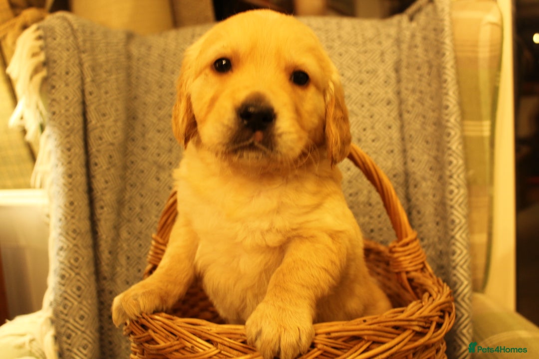 Golden Retriever dogs for sale: KC reg health tested dark golden retriever puppies - Advert 9